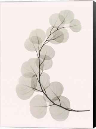 Framed Eucalyptus Print