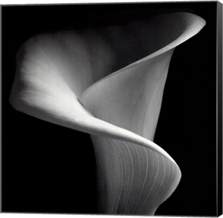 Framed Calla Lily Print