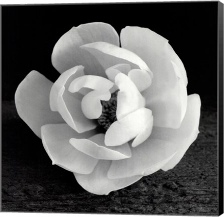 Framed Magnolia Print