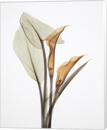 Framed Calla I Print