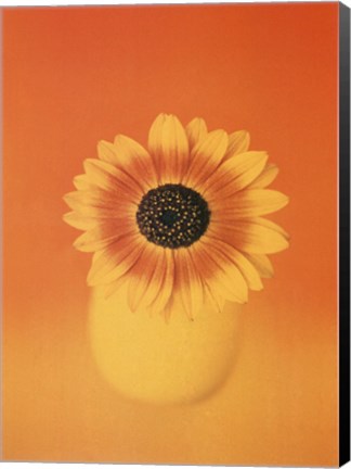 Framed Single Sunflower Print