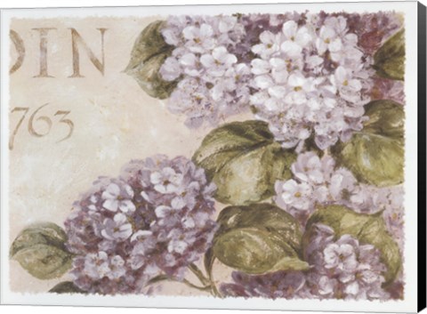 Framed Antiqued Hydrangeas II Print