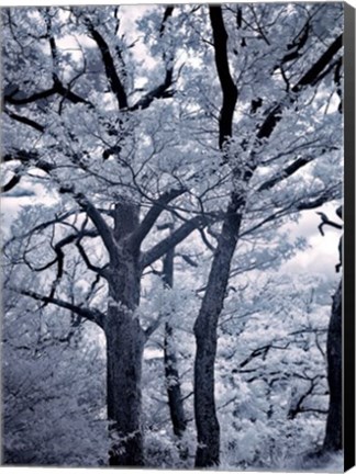 Framed Illumination I Print