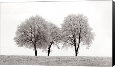 Framed Three Trees Print