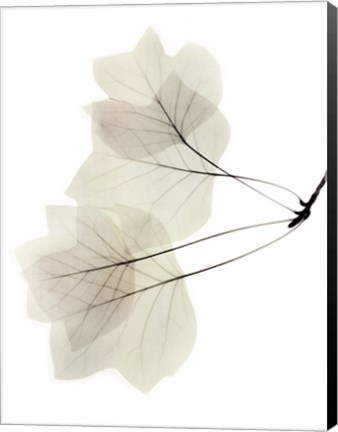 Framed Tulip Tree Print