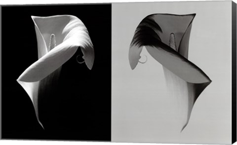 Framed Cala Twins Print