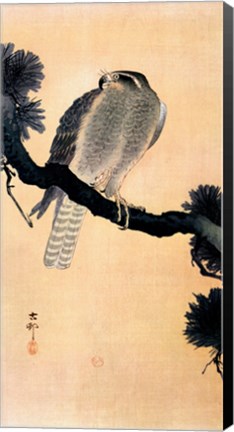 Framed Falcon On A Branch Print