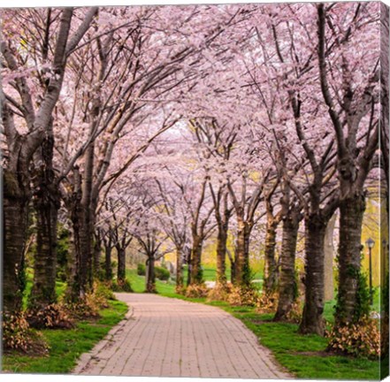 Framed Cherry Blossom Trail Print