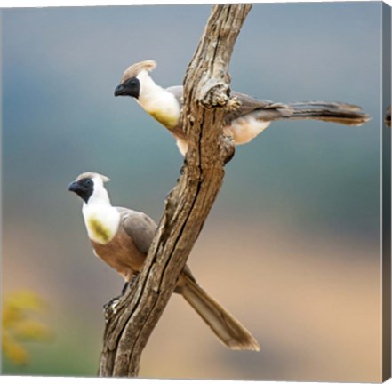 Framed Bare-Faced Go-Away-Birds Tarangire National Park, Tanzania Print