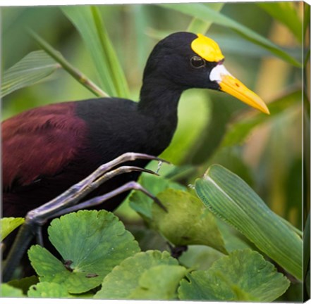 Framed Northern Jacana, Tortuguero, Costa Rica Print