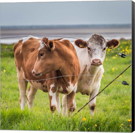 Framed Cows Grazing, Iceland Print