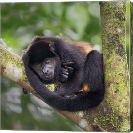 Framed Black Howler Monkey, Sarapiqui, Costa Rica Print