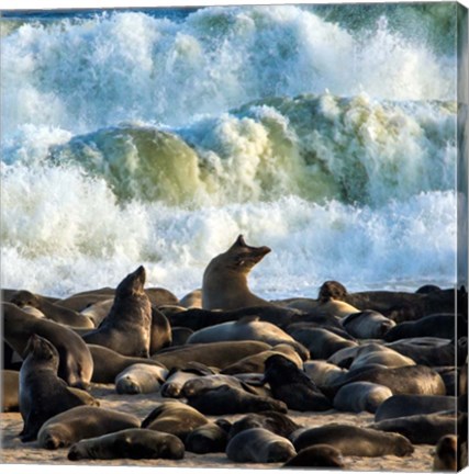 Framed Cape Fur Seals, Cape Cross, Namibia Print