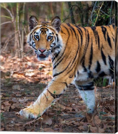 Framed Bengal Tiger, Bandhavgarh National Park, India Print