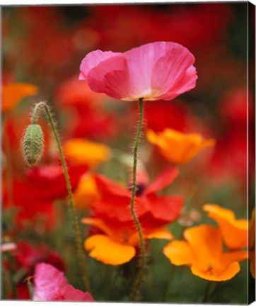 Framed Iceland Poppies, Fidalgo Island, Washington State Print