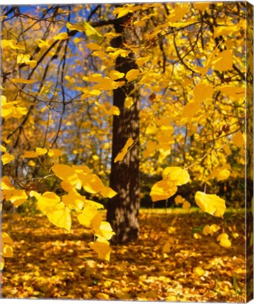 Framed Yellow Tree Leaves, Stuttgart, Germany Print