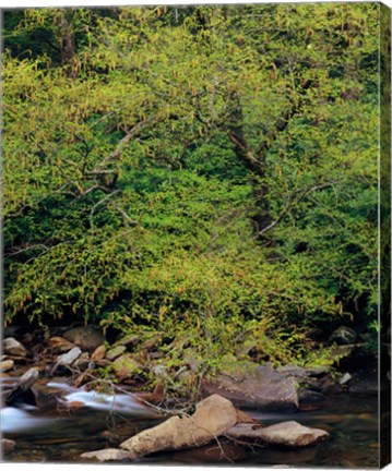 Framed Little Pigeon River, Great Smoky Mountains National Park Print