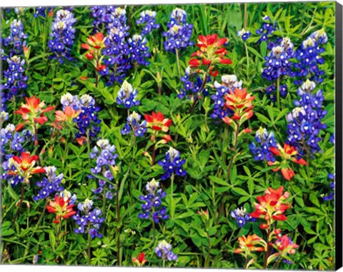 Framed Texas Bluebonnets Print