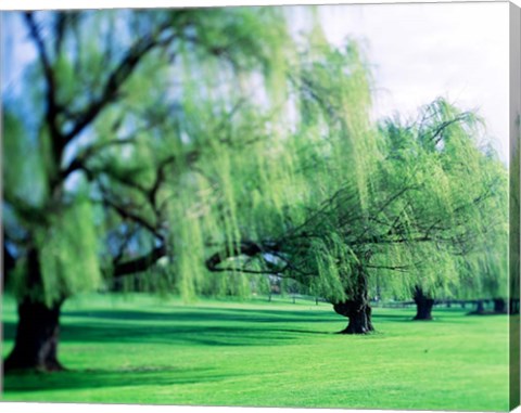 Framed Willow Trees Print