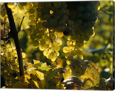 Framed Grape Vines hanging from Trees Print