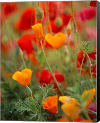 Framed California Golden Poppies and Corn Poppies, Washington State Print