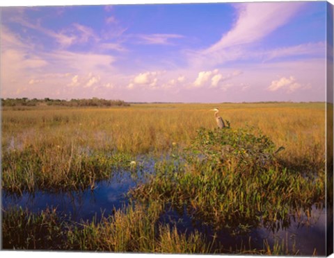 Framed Everglades National Park Print