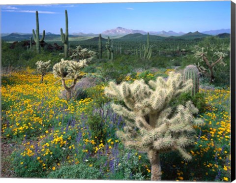 Framed Arizona, Organ Pipe Cactus National Monument Print