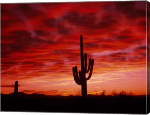 Framed Organ Pipe Cactus State Park, AZ Print