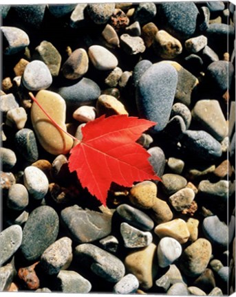 Framed Maple Leaf on Pebbles Print