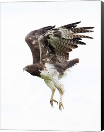 Framed Martial Eagle, Ndutu, Ngorongoro Conservation Area, Tanzania Print