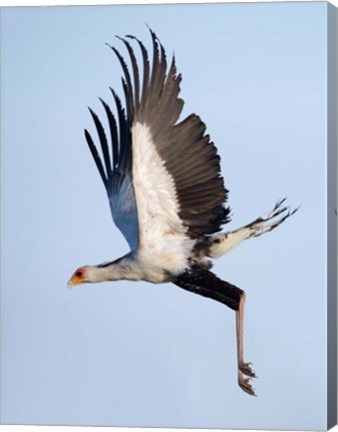 Framed Secretary Bird, Serengeti National Park, Tanzania Print