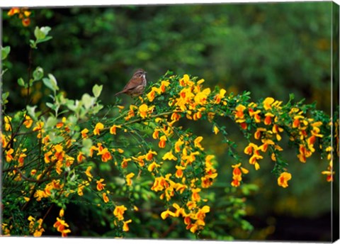 Framed Song Sparrow Bird Print