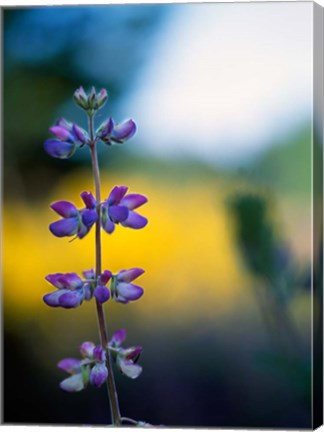 Framed Lupine Flower Blossoms Print