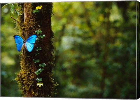 Framed Blue Morpho Butterfly, Costa Rica Print