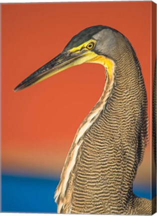 Framed Bare-Throated Tiger Heron, Tortuguero, Costa Rica Print