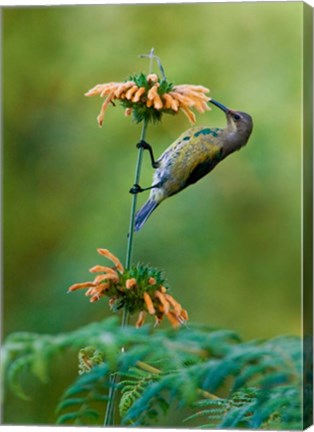 Framed Malachite Sunbird, Usambara Mountains, Tanzania Print