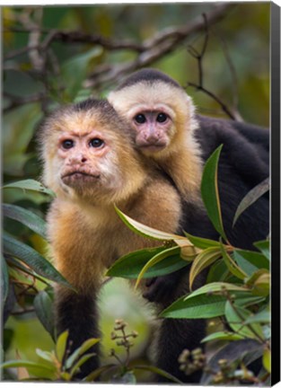 Framed White-Throated Capuchin Monkeys (Cebus capucinus) on tree, Tortuguero, Costa Rica Print