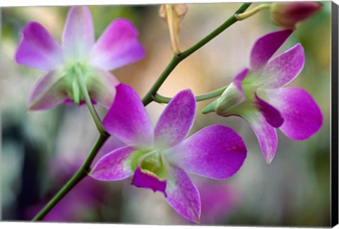 Framed Cattleya Orchid Flower Blossoms Print