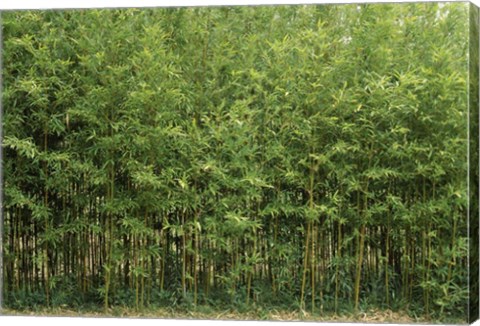 Framed Bamboo Trees in a Forest, Fukuoka, Kyushu, Japan Print