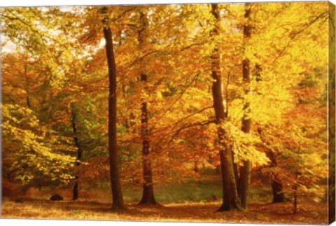 Framed Autumn Trees, Cumbria, England Print