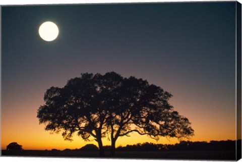 Framed Full Moon Over Silhouetted Tree Print