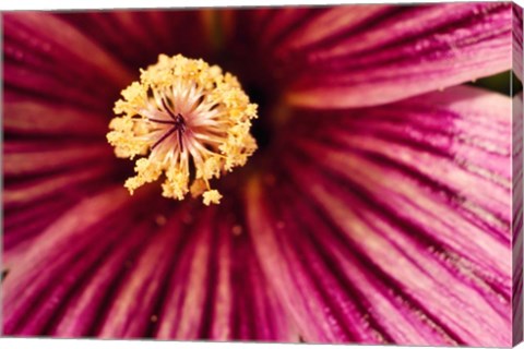 Framed Tree Mallow Pistil-Stamen Print