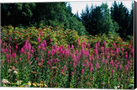 Framed Pink Fireweed Wildflowers, Alaska Print