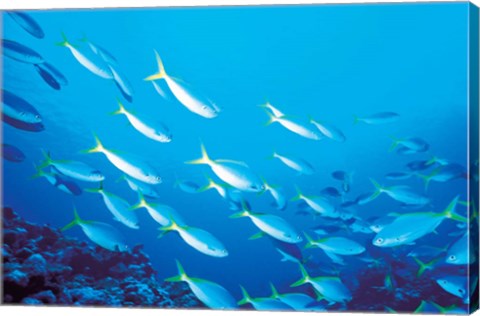 Framed School of Fish Underwater Print