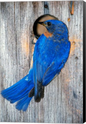 Framed Male Eastern Bluebird Print