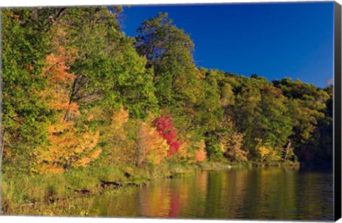 Framed Pillsbury State Forest, Minnesota Print