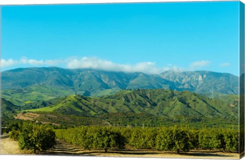 Framed Orange Tree Grove, Santa Paula, Ventura County, California Print