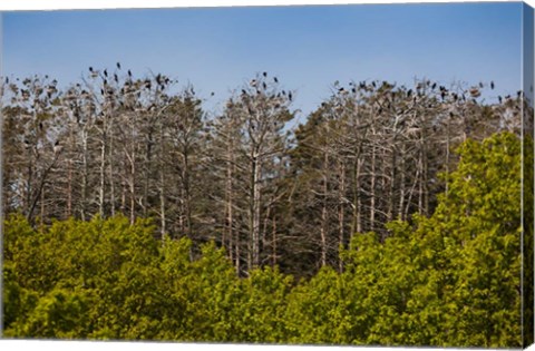 Framed Flock of Cormorant Birds, Lithuania Print