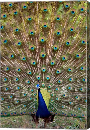 Framed Dancing Peacock, Kanha National Park, Madhya Pradesh, India Print