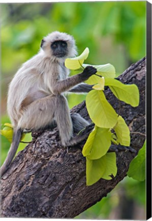 Framed Gray Langur Monkey, Kanha National Park, Madhya Pradesh, India Print